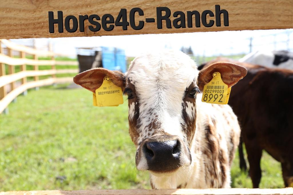 4C Horse Ranch Hotel Hainichen Exterior photo